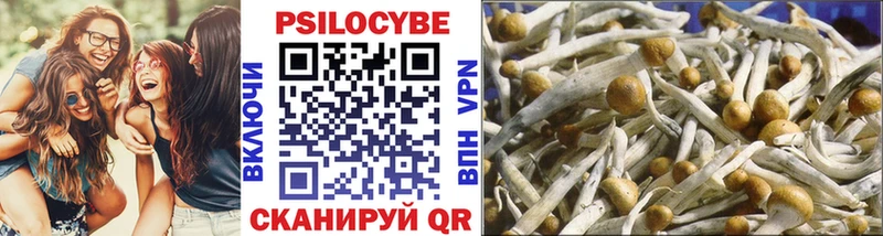 где купить Карасук Галлюциногенные грибы Cubensis